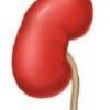 diagram of kidney
